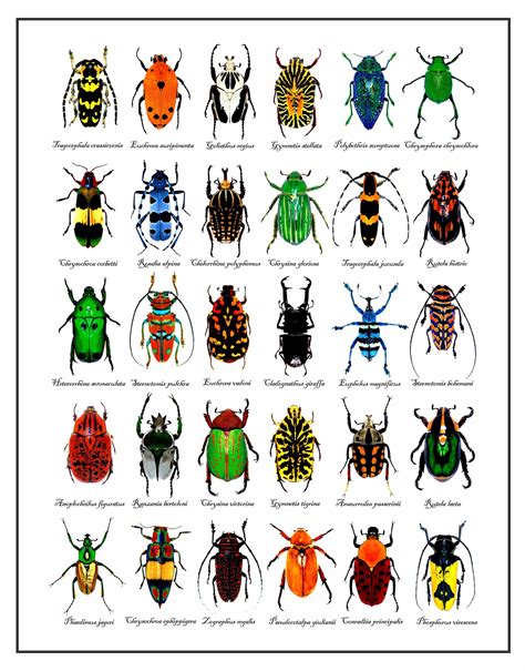 Beetle Chart | Etsy