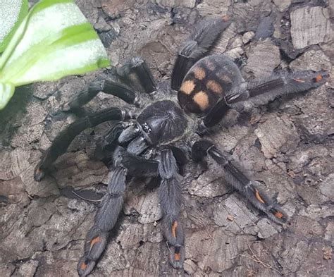 Psalmopoeus irminia samica 4 5DC Ptasznik wenezuelski Piła OLX pl