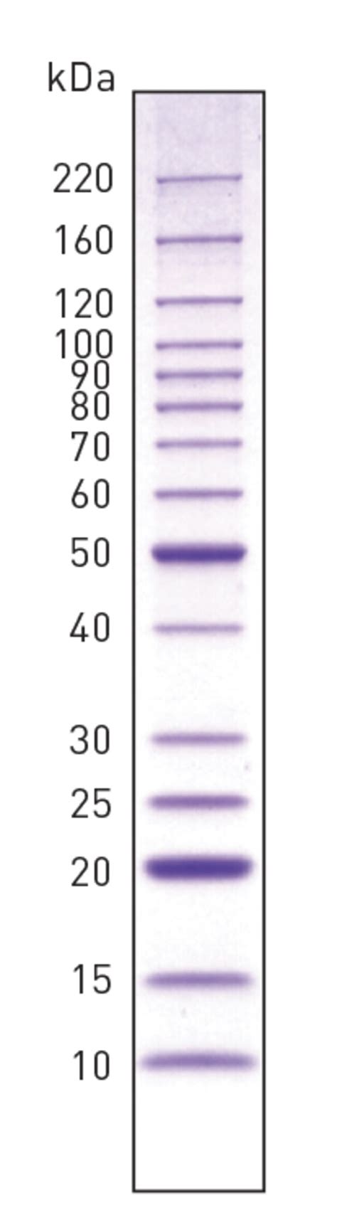 ExcelBand Enhanced 3 Color Regular Range Protein Marker 250 51 OFF