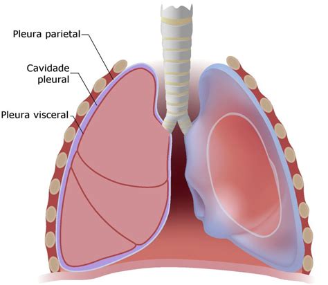 Pleura Anatomia Humana InfoEscola