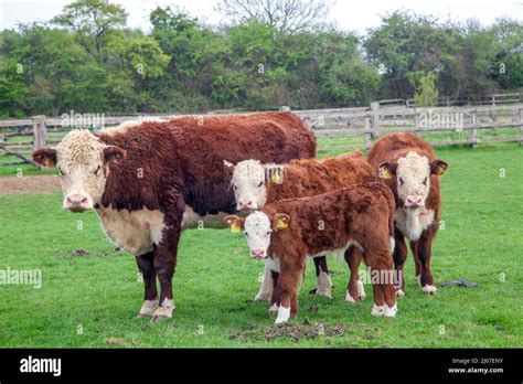 Hereford beef cattle and calves Stock Photo - Alamy