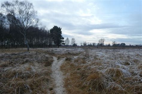 Paths On Strensall Common DS Pugh Geograph Britain And Ireland