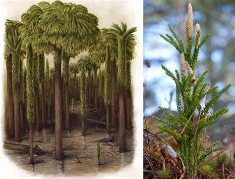 Club Moss Life Cycle