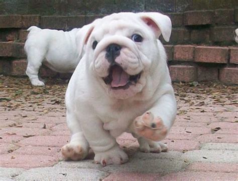 Happy Dog Cute English Bulldog Puppy