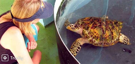 Madu River Boat Safari & Turtle Hatchery Tour from Bentota - Trodly