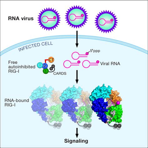 Structural Insights Into Rna Recognition By Rig I Cell