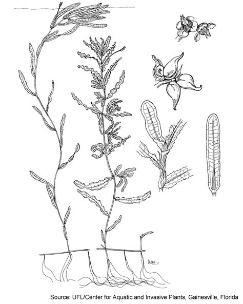 Pondweed Drawing