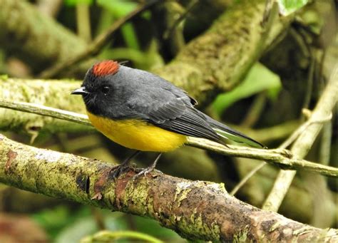 Pavito Alas Negras Aves De ANP RB Sierra Gorda De Guanajuato