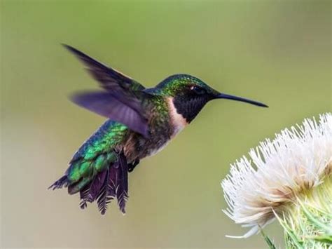 Ruby-throated Hummingbird | Celebrate Urban Birds