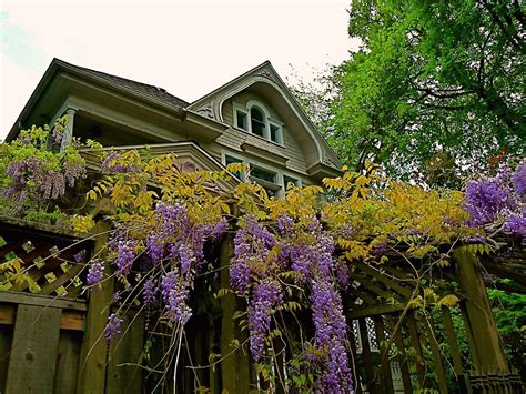 Vacant Wisteria House Chrispyworld Flickr