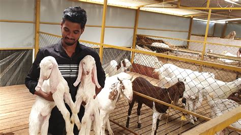 Kota Goat Breeding Setup Al Hayat Goat Farm Shriwardhan