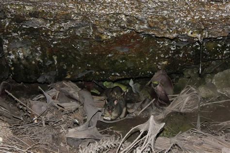 Umpherston Sinkhole - Cave Garden, Address & History, Mount Gambier