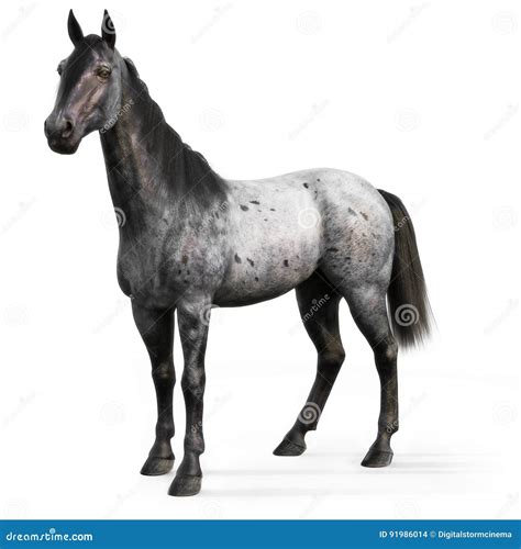 Blue Roan Horse On A White Background. Stock Photography ...