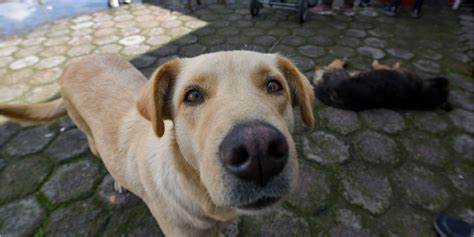 Chilango Mi Perro Es Gay Mitos Sobre La Sexualidad De Nuestras Mascotas