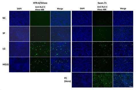 Microscopy Images Of Htr Svneo And Swan Cells Infected With Ruv