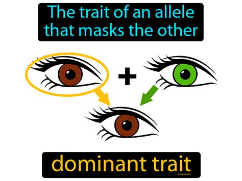 Dominant Trait Definition & Image | Flippy Flashcards