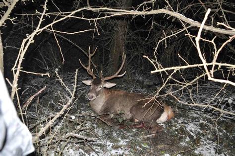 Bolu Mudurnu Yolunda Yaban Hayvanlarından Kaynaklı Trafik Kazaları