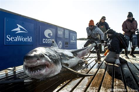 Fascinating Video Shows 12 Foot Long Great White Shark Called Ironbound Getting Tagged By