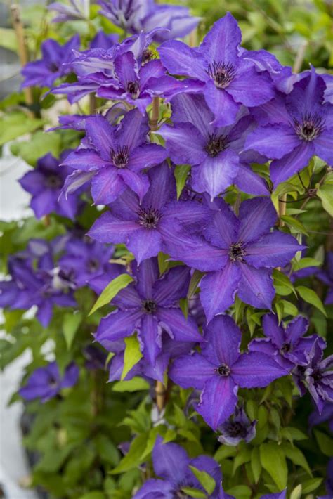 Clematis Viva La Vida Website Of Camolin Potting Shed Camolin