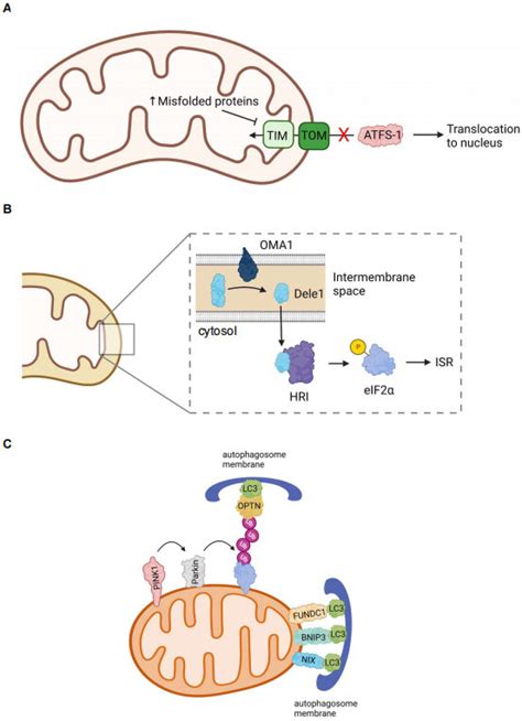 Mitochondrial Quality Control Pathways A Activation Of The Uprmt In