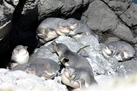 White-flippered Penguin – "OCEAN TREASURES" Memorial Library