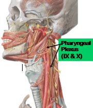 Cranial Nerve 12 Hypoglossal Nerve Anatomy And Function 45 OFF