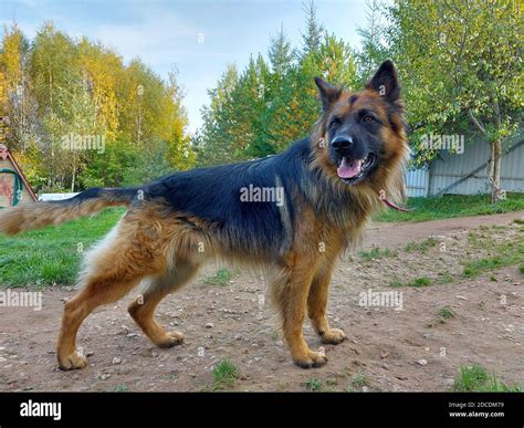 Purebred German Shepherd Dog In Full Growth Stock Photo Alamy