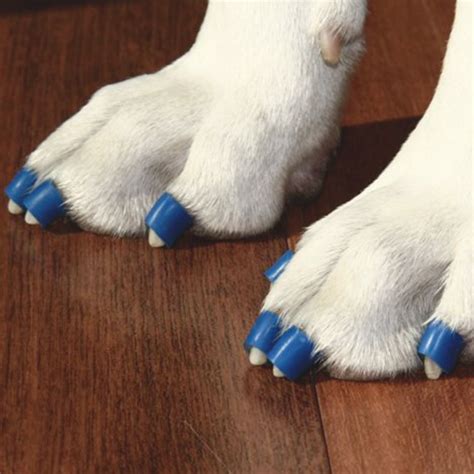 Dog Toenail Grips Dr Buzbys Toegrips® For Dogs