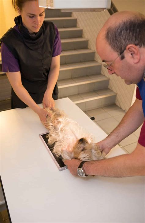 Radiographie et échographie du chien ou du chat au perreux sur marne