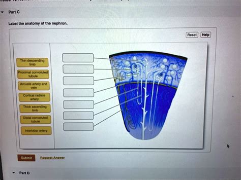 SOLVED: Label the anatomy of the nephron Renal Thin descending limb Proximal convoluted tubule ...