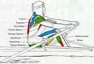 Rowing Machine Muscles Used [Complete Breakdown] • Rowing Machine King