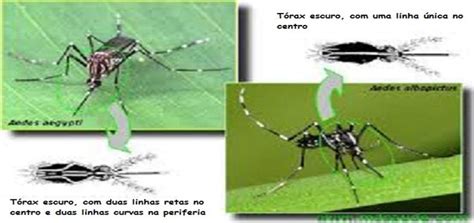 Aedes Aegypti E Albopictus