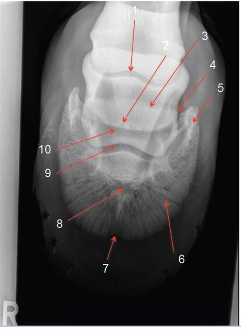 EQUINE Foot Upright Pedal Diagram Quizlet