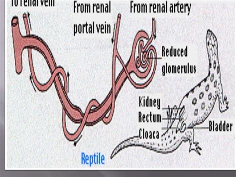 Osmoregulatory Functions Of Vertebrate Kidney