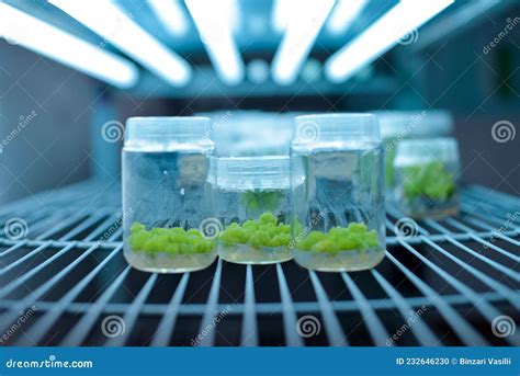 Plant Callus Tissue Culture Biology Science For Plant Regeneration