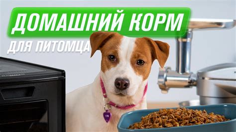 Рецепт домашнего корма для собак и кошек | Миксер RAWMID RMM-02 и ...