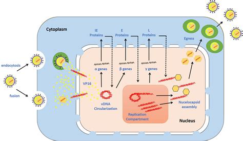 Frontiers Host Intrinsic And Innate Intracellular Immunity During