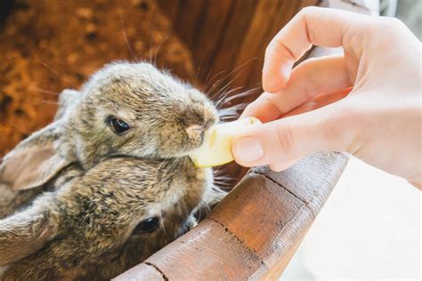 Common Rabbit Illnesses And Their Symptoms A Comprehensive Guide