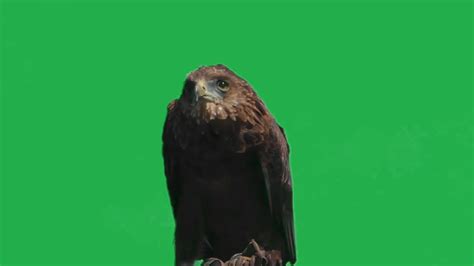 Real Eagle Close Up Green Screen Effect Youtube