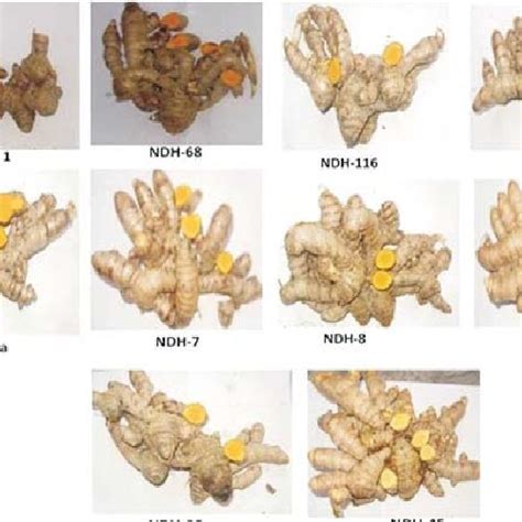 Morphological Variability Of Different Turmeric Curcuma Longa L Rhizome Download Scientific