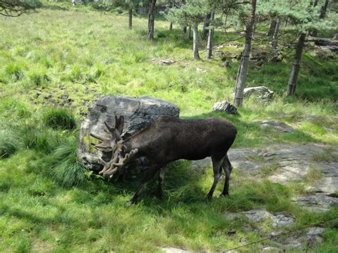 Erik Bilder Fra Dyrene I Dyreparken I Kristiansand