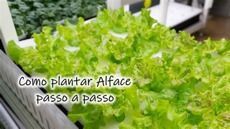 Como Plantar Alface Passo A Passo N O Compre Plante Em Casa