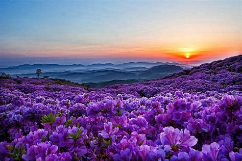 Mountains With Flowers Wallpapers Top Free Mountains With Flowers