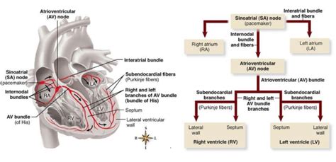 Conduction System Of The Heart Diagram