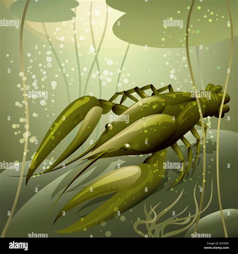 Illustration Of Crayfish Hi Res Stock Photography And Images Alamy