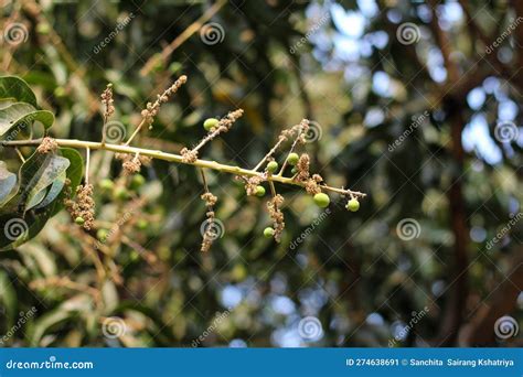 Small Red Fruits And Black Fruits In Arnold Arboretum Of Harvard