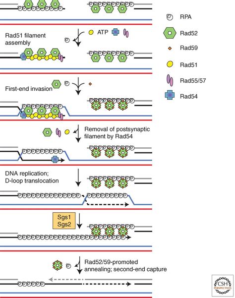 Dna Pairing And Annealing Processes In Homologous Recombination And