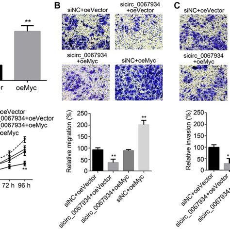 Circ Knockdown Suppresses T Cell Proliferation Migration And