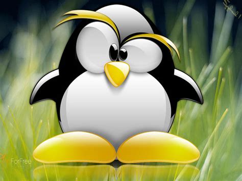 Penguin Cartoon Hd Wallpaper | Best Wallpapers HD Gallery