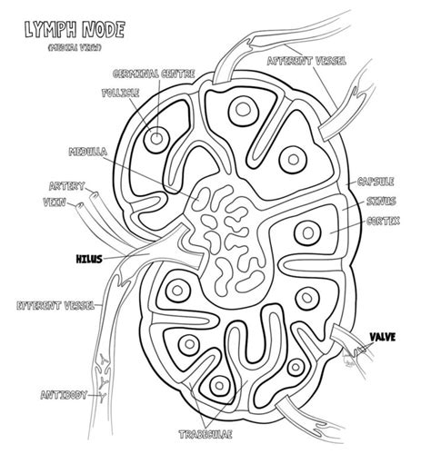 Lymphatic System Worksheet Honors Anatomy Answers Anatomy Worksheets